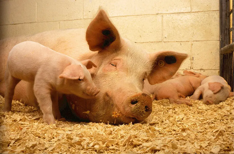 pig farming business plan free download