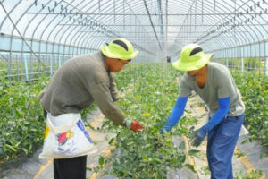 56,000-Foreign-Workers need in Korea
