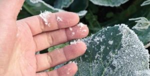 Frost hits vegetables and crops