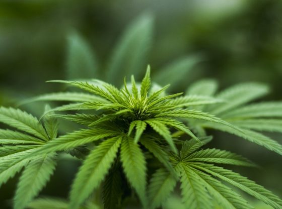 Legalization