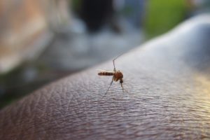 Dengue