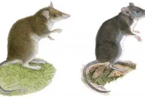 Doctors and Researchers found 2 new mouse species in Luzon