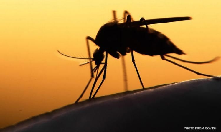 Dengue fever
