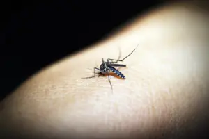 National-Dengue epidemic